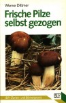 frische-pilze-selbst-gezogen-werner-dittmer